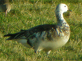 Barnacle Goose x Snow Goose hybrid